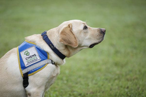 La journée des chiens guides d&rsquo;aveugles à Misérieux