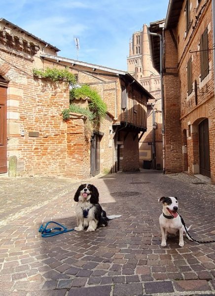 Les chiens à l’honneur à l’office du Tourisme d&rsquo;Albi