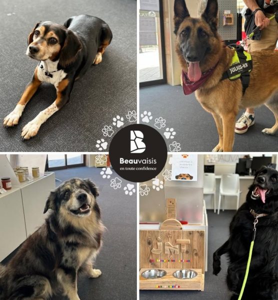 Les chiens à l’honneur à l’office du tourisme de Beauvais