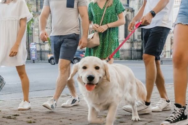 Les chiens à l’honneur à l’office du tourisme de Châlons-en-Champagne