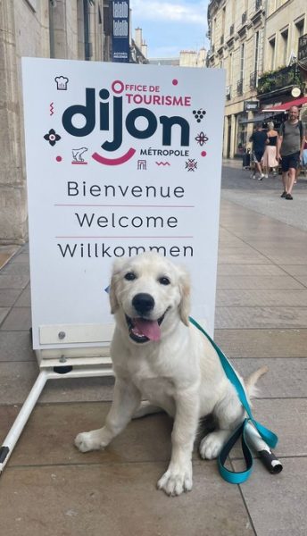 Les chiens à l’honneur à l’office du tourisme de Dijon