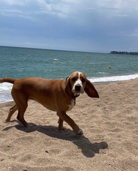 Les chiens à l’honneur à l’office du tourisme de Fréjus