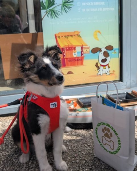 Les chiens à l’honneur à l’Office de Tourisme de La Tranche-sur-Mer
