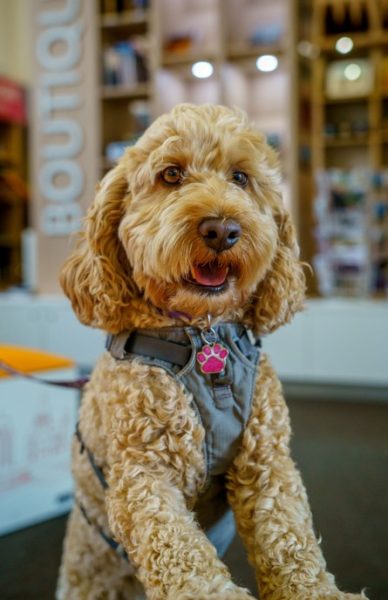 Les chiens à l’honneur à l’Office de Tourisme de Metz