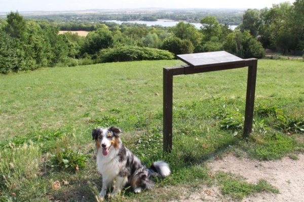 Les chiens à l’honneur à l’office du tourisme de Marne-et-Gondoire