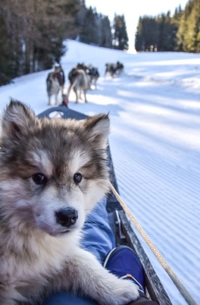 Les chiens à l’honneur à l’Office de Môle et Brasses Tourisme