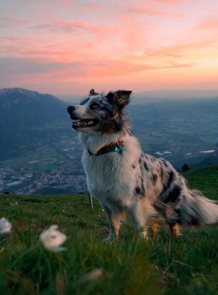 Les chiens à l’honneur à l’Office de Môle et Brasses Tourisme