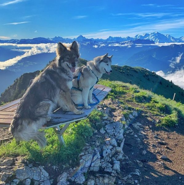 Les chiens à l’honneur à l’Office de Môle et Brasses Tourisme