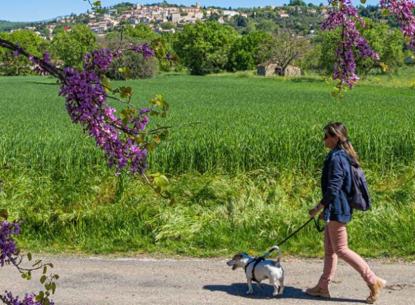 Les Chiens à l’honneur à l’Office de Tourisme de Fayence