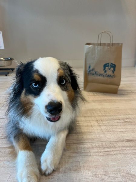 Les chiens à l’honneur à l’Office de Tourisme des Monts et Vallées de Meuse