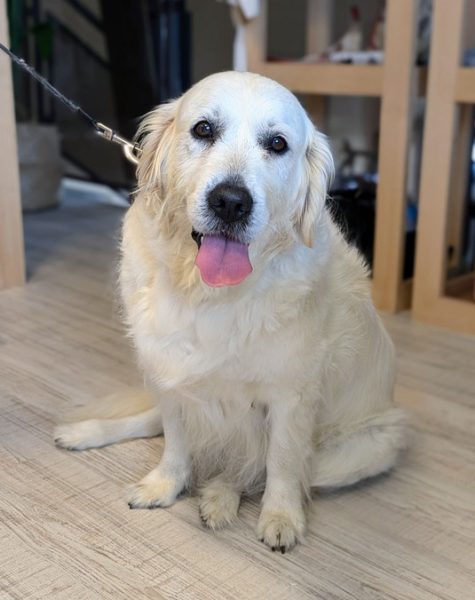 Les chiens à l’honneur à l’Office de Tourisme des Monts et Vallées de Meuse