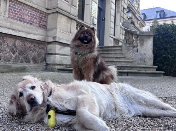 Les chiens à l’honneur à l’Office de Tourisme de Seine Saint-Germain