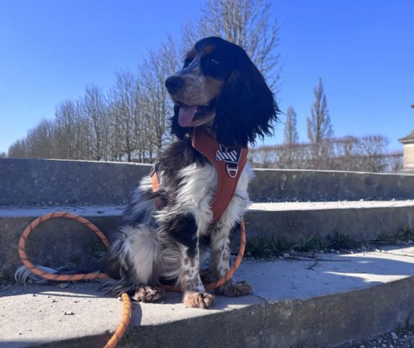 Les chiens à l’honneur à l’Office de Tourisme de Seine Saint-Germain