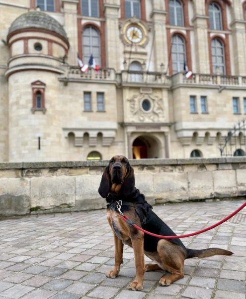 Les chiens à l’honneur à l’Office de Tourisme de Seine Saint-Germain