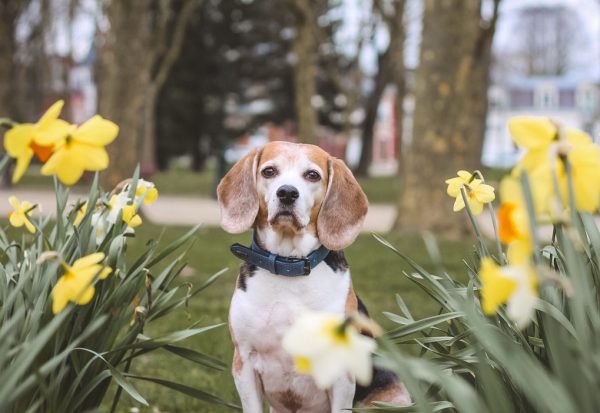 Les chiens à l’honneur à l’office de tourisme de Saint-Quentin