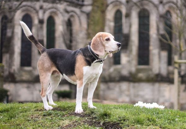 Les chiens à l’honneur à l’office de tourisme de Saint-Quentin