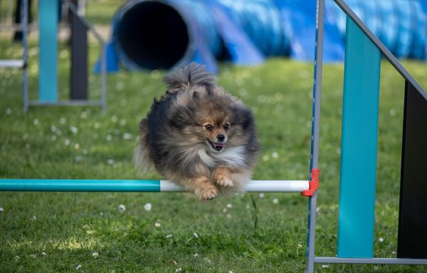 Concours national d’agility à Challans