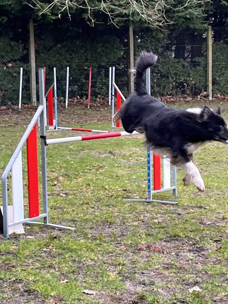 Concours national d’agility à Challans