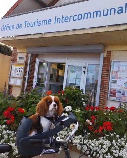 Les chiens à l’honneur à l’office du Tourisme d&rsquo;Isigny-Omaha