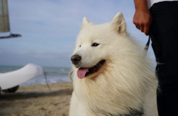 Les chiens à l’honneur à l’Office de Tourisme du Touquet-Paris-Plage