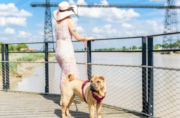 Les chiens à l’honneur à l’Office de Tourisme de Rochefort Océan