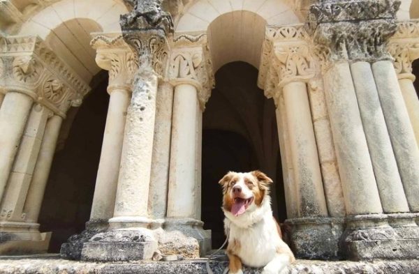 Les chiens à l’honneur à l’Office de Tourisme de Rochefort Océan