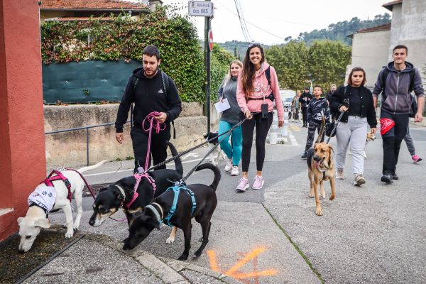 Initiations cani marche et cani cross à La Trinité