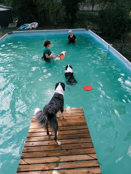 Séance de nage canine à Nailly