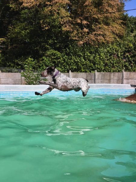 Séance de nage canine à Nailly