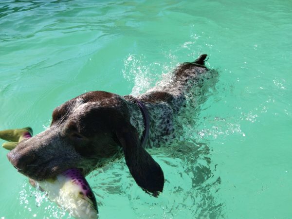 Séance de nage canine à Nailly